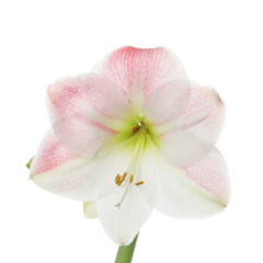 Fototapeta na wymiar Amarylis flower