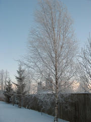 Birch in hoarfrost about a fence on a background of church