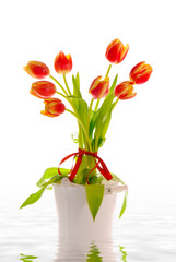 Flooded Spring Tulips