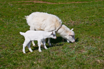 Obraz premium Goat and kid