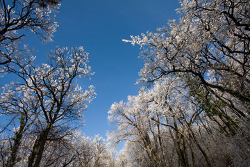 Obraz na płótnie Canvas frozen winter forest and sky