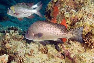 painted sweetlips