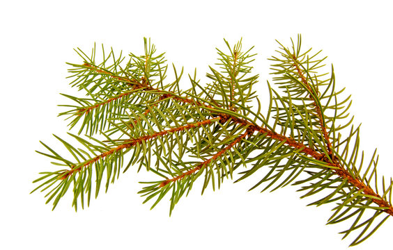 pine-tree