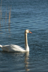 Schwan