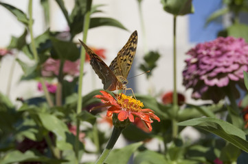Fototapeta na wymiar The butterfly pollinating a flower.