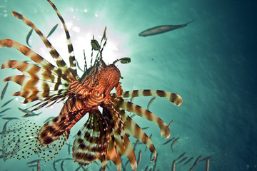 lionfish, sun and ocean