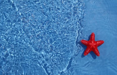 Fototapeta na wymiar Śliczne rozgwiazdy w wodzie