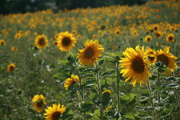 Sonnenblumenfeld Sonnenblume