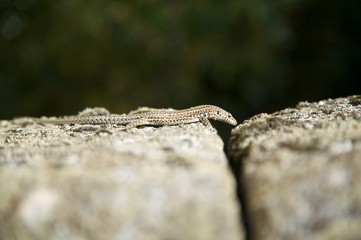 small lizard