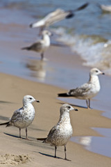 Gulls on the Lake Michigan shoreline