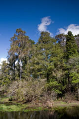 Obraz premium Cypress Trees on Riverbank