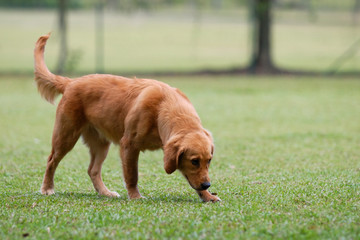 dog sniffing on the grassland