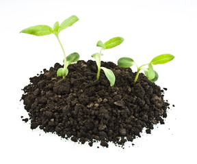 young sunflowers sprouts in the soil isolated over white