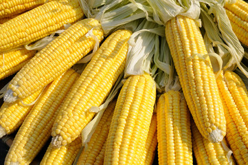 Fototapeta na wymiar Yellow corn on cob
