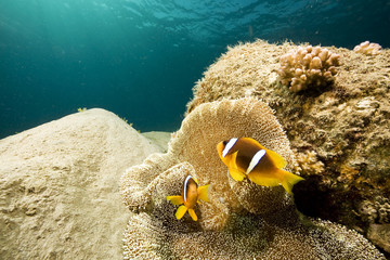 anemonefish