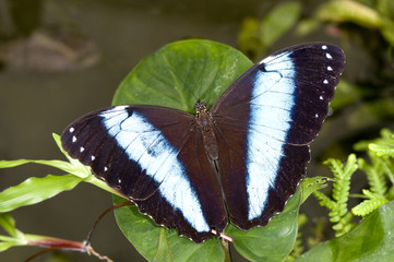 Fototapeta na wymiar Morpho achilles butterfly
