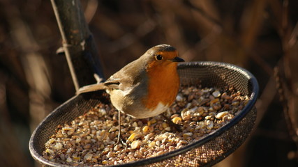 Robin Redbreast