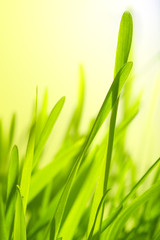 Grass in sunlight