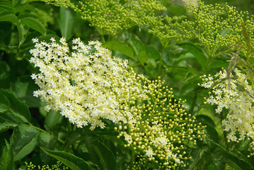 Holunder Blüte - elder flower 03