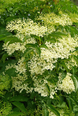 Holunder Blüte - elder flower 05