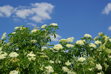 Holunder Blüte - elder flower 08
