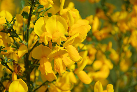 Ginster - broom 06