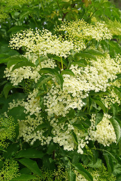 Holunder Bl&uuml;te - elder flower 05