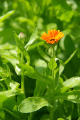 Ringelblume - calendula 06