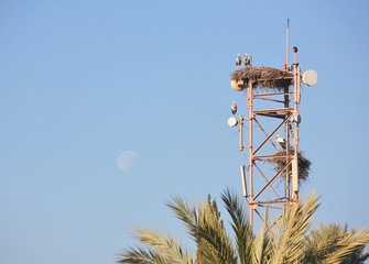 Storks’ nest on antenna