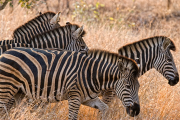 zebras