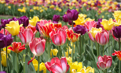 Fototapeta premium Tulips Standing Tall