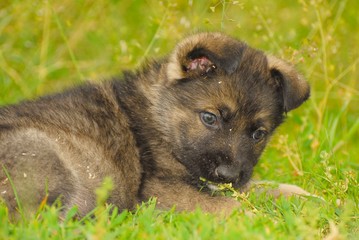 berger malinois