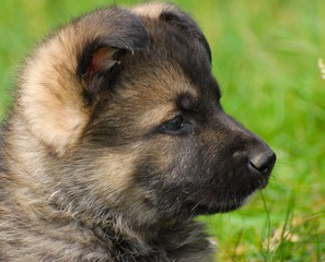berger malinois