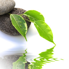 ficus panaché sur basalte