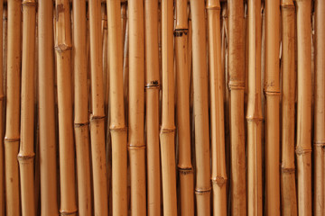 Bamboo background