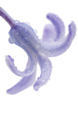 hyacinth petals with water drops