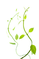 fresh springs isolated