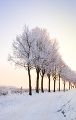 row of winter trees with pale sunset