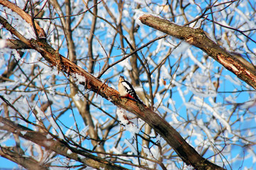 Buntspecht im Winter