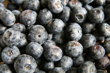 fresh blueberry