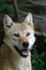 Fototapeta premium Wolfporträt1