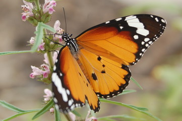 papillon