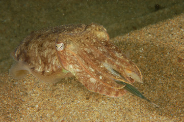 Cuttlefish eating sandeel