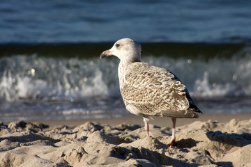 Möwe am Strand