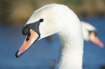 Swan in profile