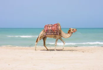 Fotobehang Kameel kameel op het strand