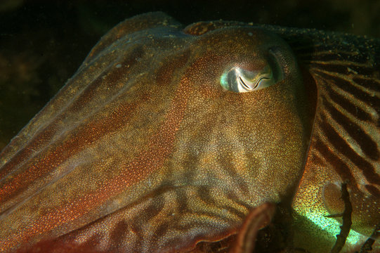 Cuttlefish