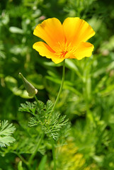 Kalifornischer Mohn - California poppy 17