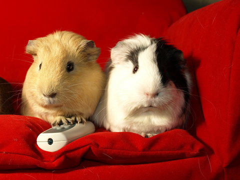 TV Pals