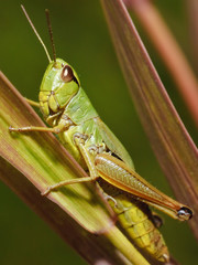Katydid- insect